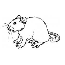 Раскраска: крыса (Животные) #15162 - Бесплатные раскраски для печати