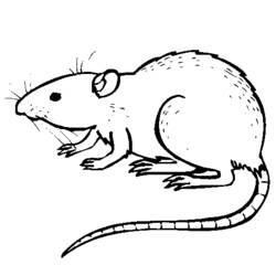 Раскраска: крыса (Животные) #15164 - Бесплатные раскраски для печати