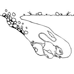 Раскраска: крыса (Животные) #15178 - Бесплатные раскраски для печати