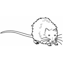 Раскраска: крыса (Животные) #15183 - Бесплатные раскраски для печати