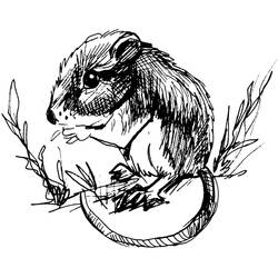Раскраска: крыса (Животные) #15190 - Бесплатные раскраски для печати