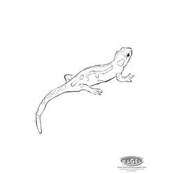 Раскраска: саламандра (Животные) #19901 - Бесплатные раскраски для печати