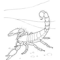 Раскраска: Скорпион (Животные) #14553 - Бесплатные раскраски для печати