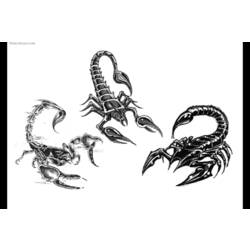 Раскраска: Скорпион (Животные) #14572 - Бесплатные раскраски для печати