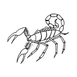 Раскраска: Скорпион (Животные) #14574 - Бесплатные раскраски для печати