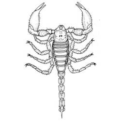 Раскраска: Скорпион (Животные) #14590 - Бесплатные раскраски для печати