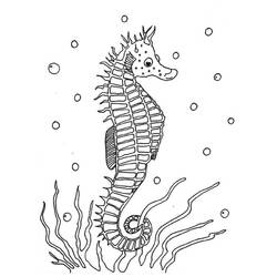 Раскраска: морской конек (Животные) #18600 - Бесплатные раскраски для печати