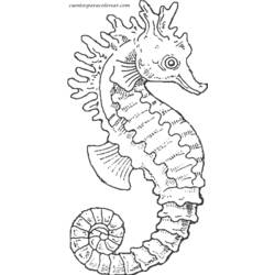 Раскраска: морской конек (Животные) #18611 - Бесплатные раскраски для печати