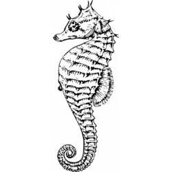 Раскраска: морской конек (Животные) #18646 - Бесплатные раскраски для печати