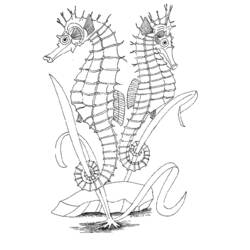 Раскраска: морской конек (Животные) #18680 - Бесплатные раскраски для печати