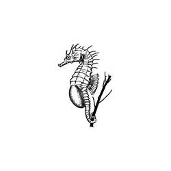 Раскраска: морской конек (Животные) #18745 - Бесплатные раскраски для печати