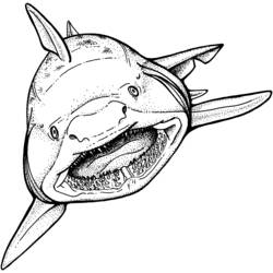 Раскраска: акула (Животные) #14762 - Бесплатные раскраски для печати