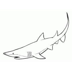 Раскраска: акула (Животные) #14770 - Бесплатные раскраски для печати