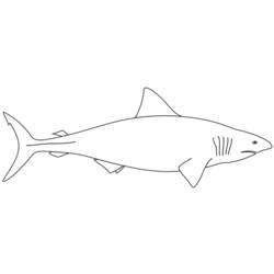 Раскраска: акула (Животные) #14793 - Бесплатные раскраски для печати