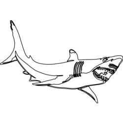 Раскраска: акула (Животные) #14837 - Бесплатные раскраски для печати