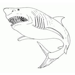 Раскраски: акула - Бесплатные раскраски для печати