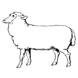 Раскраска: овца (Животные) #11452 - Бесплатные раскраски для печати