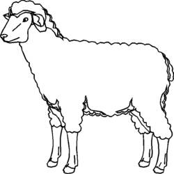 Раскраска: овца (Животные) #11467 - Бесплатные раскраски для печати