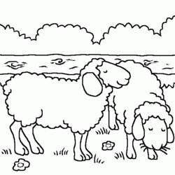 Раскраска: овца (Животные) #11500 - Бесплатные раскраски для печати