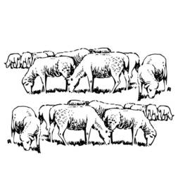 Раскраска: овца (Животные) #11504 - Бесплатные раскраски для печати
