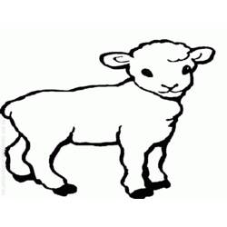 Раскраска: овца (Животные) #11505 - Бесплатные раскраски для печати