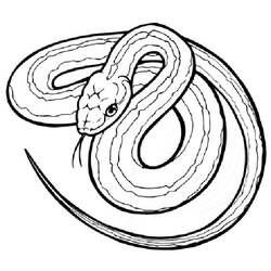 Раскраска: змея (Животные) #14361 - Бесплатные раскраски для печати