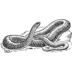 Раскраска: змея (Животные) #14378 - Бесплатные раскраски для печати