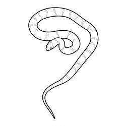 Раскраска: змея (Животные) #14410 - Бесплатные раскраски для печати