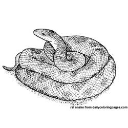 Раскраска: змея (Животные) #14428 - Бесплатные раскраски для печати