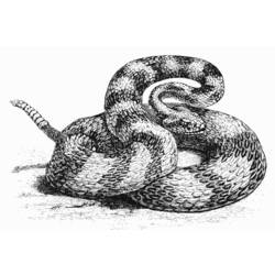 Раскраска: змея (Животные) #14454 - Бесплатные раскраски для печати