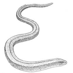 Раскраска: змея (Животные) #14468 - Бесплатные раскраски для печати