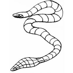Раскраска: змея (Животные) #14512 - Бесплатные раскраски для печати