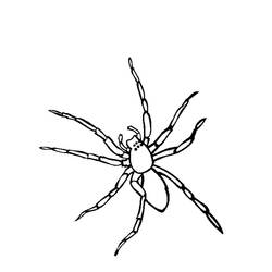 Раскраска: паук (Животные) #576 - Бесплатные раскраски для печати
