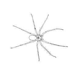 Раскраска: паук (Животные) #582 - Бесплатные раскраски для печати