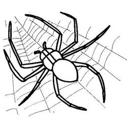 Раскраска: паук (Животные) #584 - Бесплатные раскраски для печати