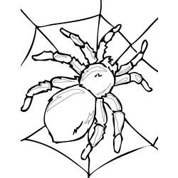 Раскраска: паук (Животные) #595 - Бесплатные раскраски для печати