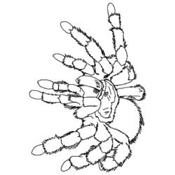 Раскраска: паук (Животные) #659 - Бесплатные раскраски для печати