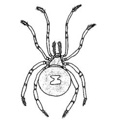 Раскраска: паук (Животные) #666 - Бесплатные раскраски для печати