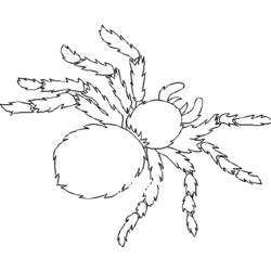 Раскраска: паук (Животные) #670 - Бесплатные раскраски для печати