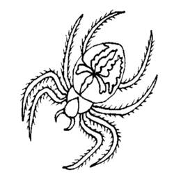 Раскраска: паук (Животные) #674 - Бесплатные раскраски для печати