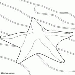 Раскраска: морская звезда (Животные) #6715 - Бесплатные раскраски для печати