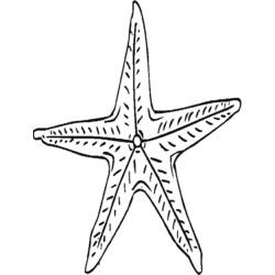 Раскраска: морская звезда (Животные) #6763 - Бесплатные раскраски для печати