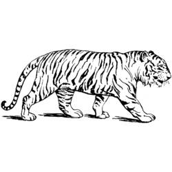 Раскраска: Tigris (Животные) #13588 - Бесплатные раскраски для печати