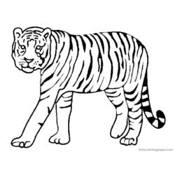 Раскраска: Tigris (Животные) #13591 - Бесплатные раскраски для печати