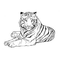 Раскраска: Tigris (Животные) #13601 - Бесплатные раскраски для печати