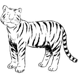 Раскраска: Tigris (Животные) #13621 - Бесплатные раскраски для печати