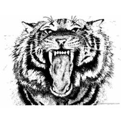 Раскраска: Tigris (Животные) #13679 - Бесплатные раскраски для печати