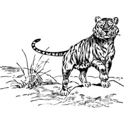 Раскраска: Tigris (Животные) #13710 - Бесплатные раскраски для печати