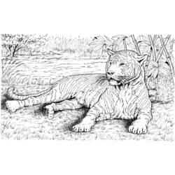 Раскраска: Tigris (Животные) #13742 - Бесплатные раскраски для печати