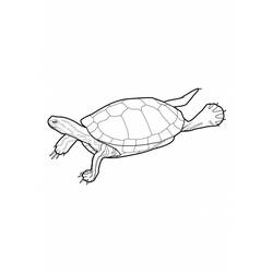 Раскраска: черепаха (Животные) #13417 - Бесплатные раскраски для печати